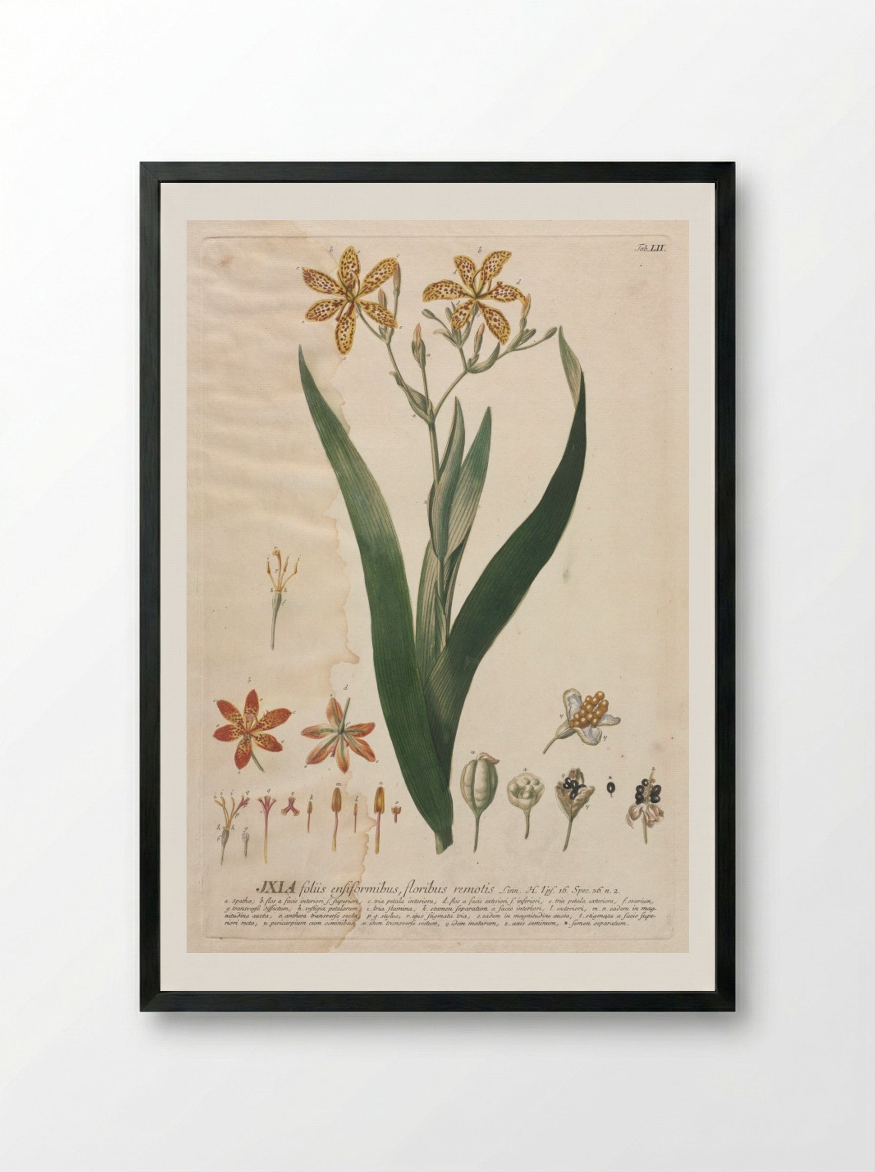 Plantae Selectae: No. 52 - Ixia - Georg Dionysius Ehret - Framed Print Black