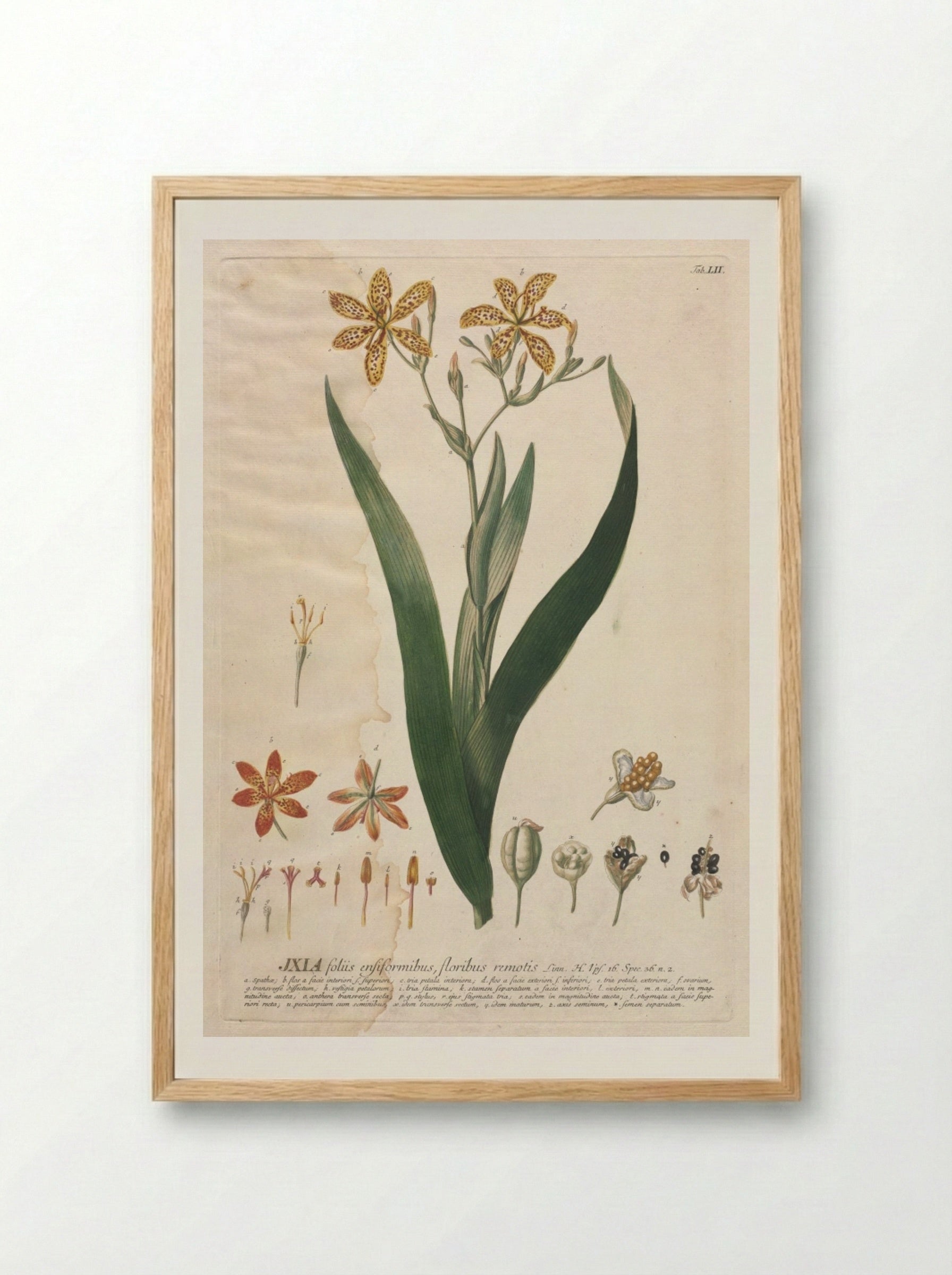 Plantae Selectae: No. 52 - Ixia - Georg Dionysius Ehret - Framed Print Wood