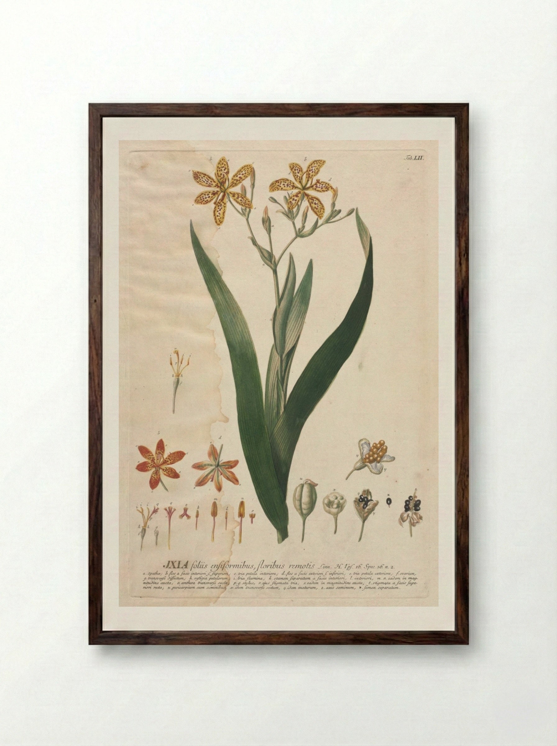 Plantae Selectae: No. 52 - Ixia - Georg Dionysius Ehret - Framed Print Dark Wood