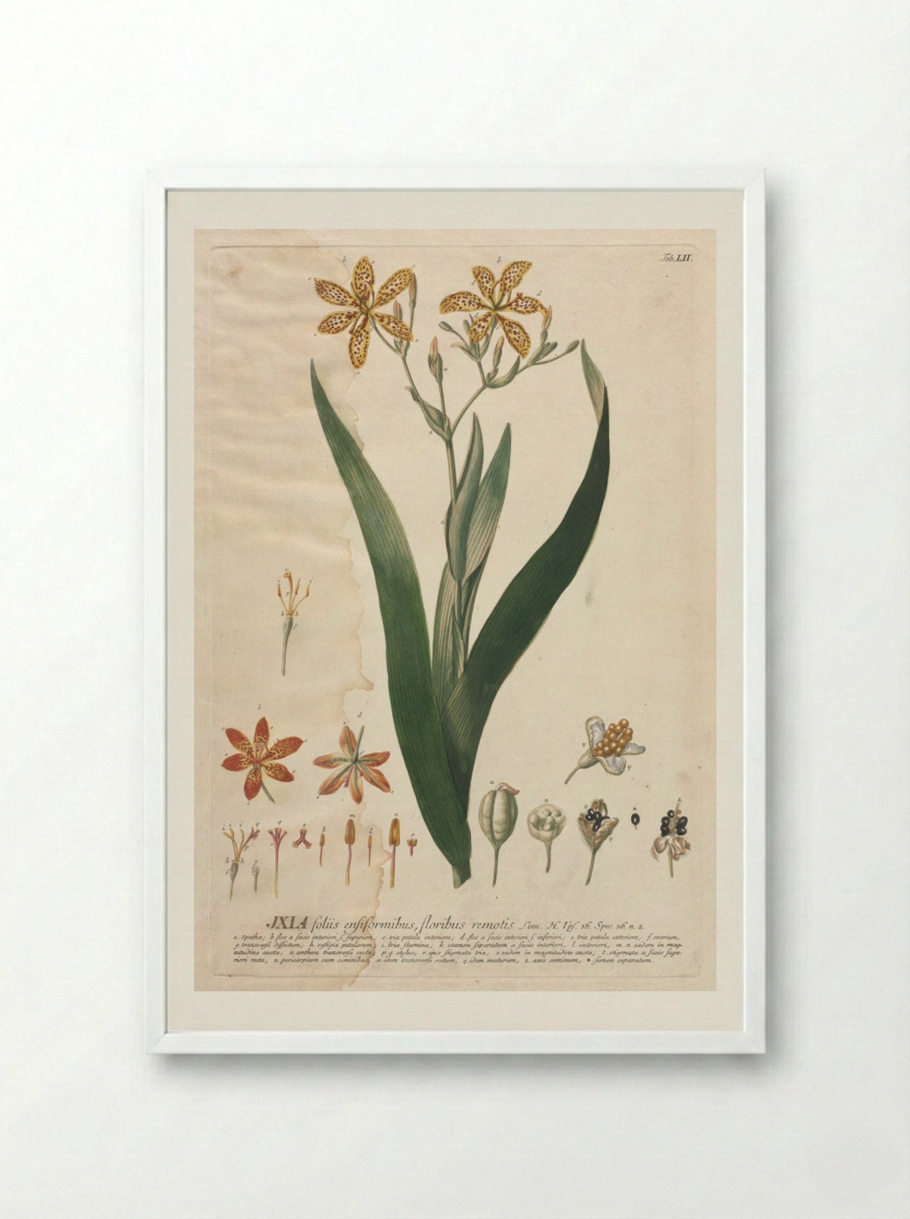Plantae Selectae: No. 52 - Ixia - Georg Dionysius Ehret - Framed Print White