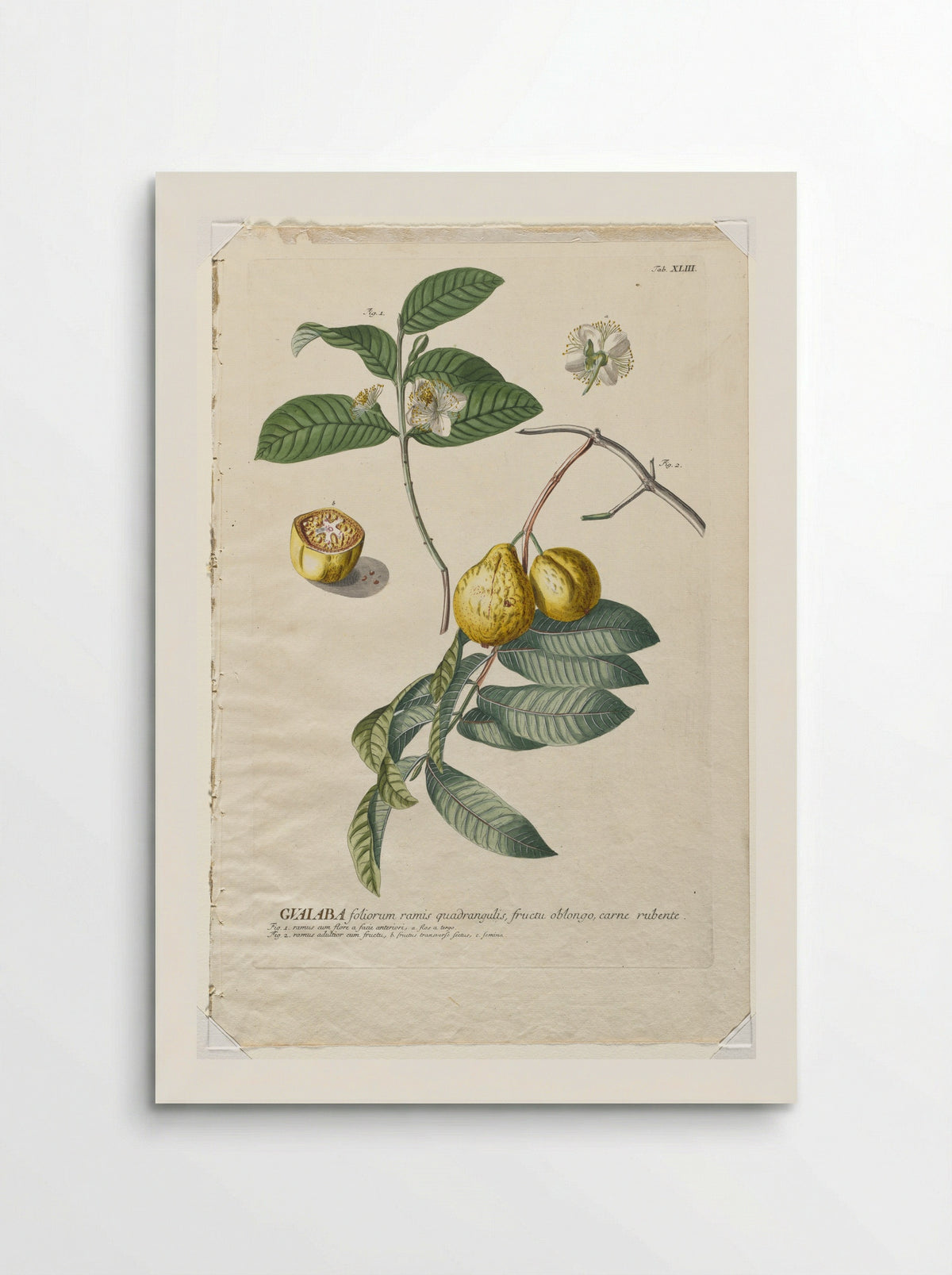 Gualaba (Guava) - Georg Dionysius Ehret - Poster
