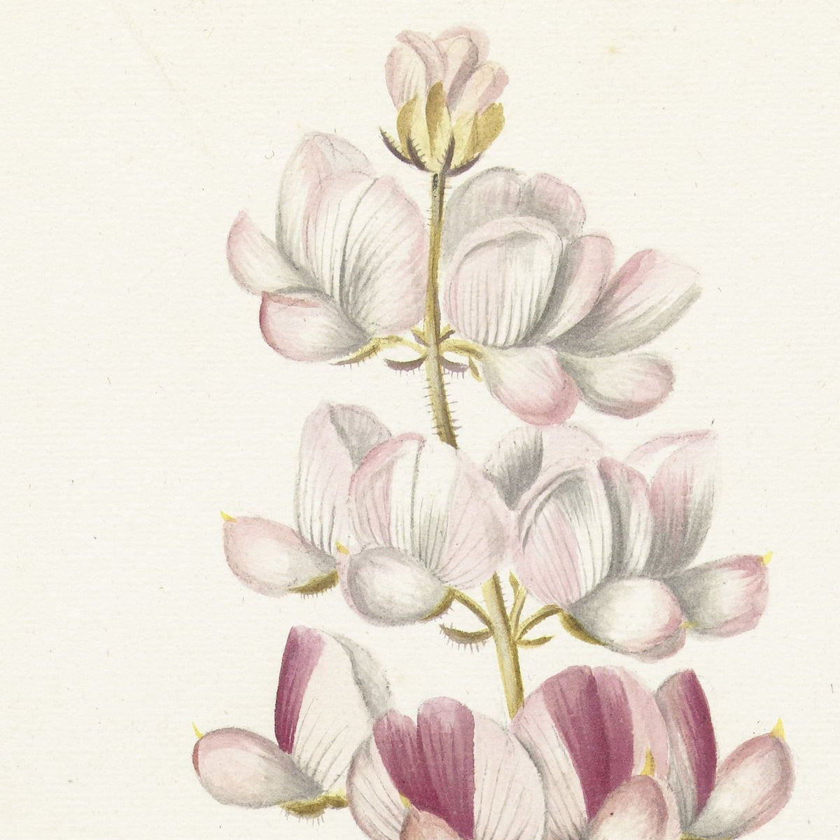 Lupine (Lupinus angustifolius) - Alida Withoos - Artwork detail