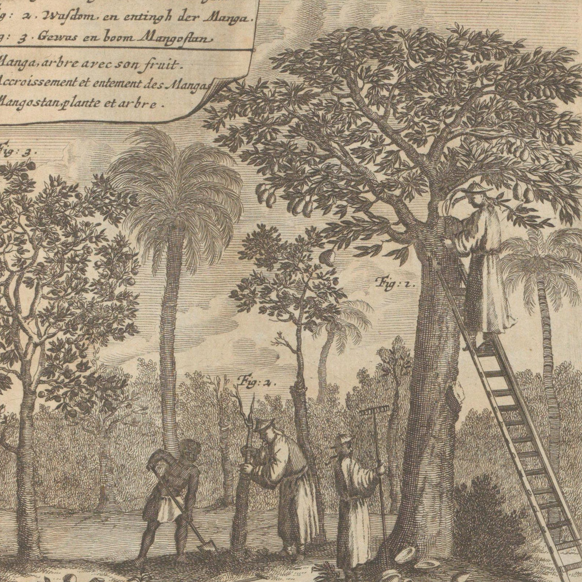 Landschappen met mangobomen, kokos- en palmbomen - Romeyn de Hooghe - Artwork detail