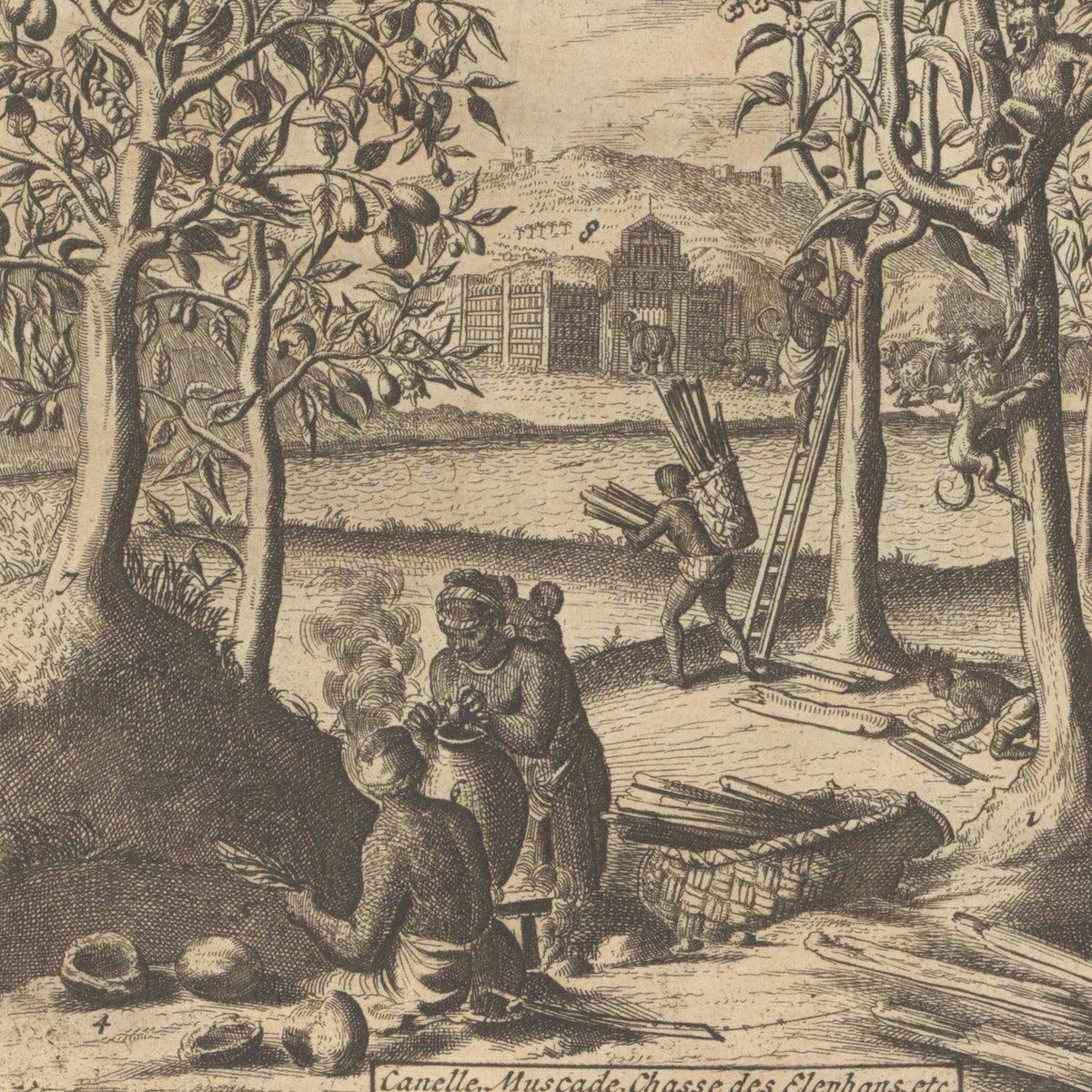 Kaneel, nootmuskaat, kruidnagel en bamboe - Romeyn de Hooghe - Artwork detail