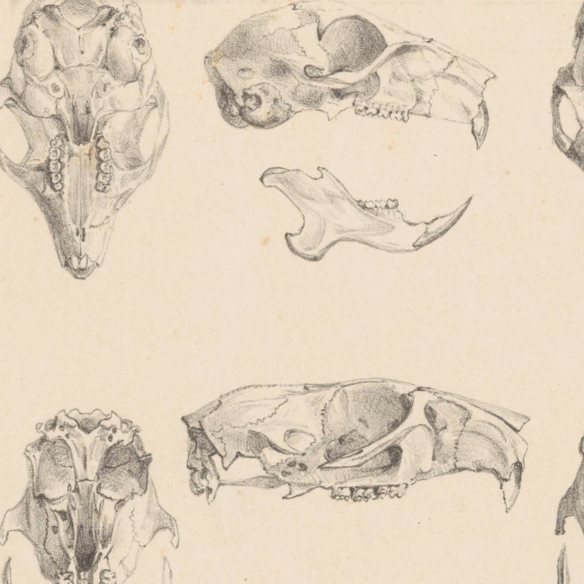 Knaagdierschedels (Rodent Skulls) - Theo van Hoytema - Artwork detail
