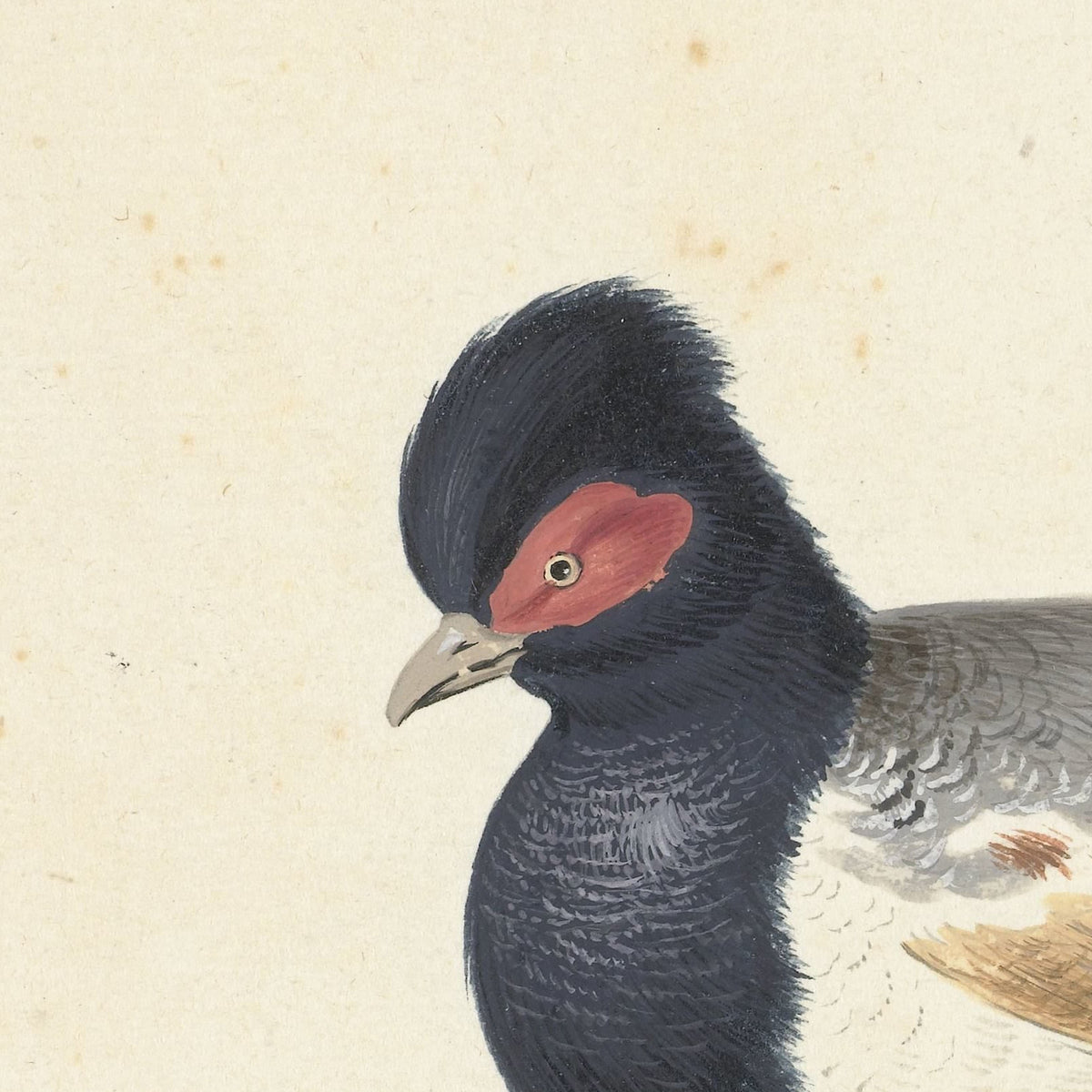 Vogel met grijze staartveren, zwarte kop met rode vlek, naar links - Nicolaas Struyk - Artwork detail