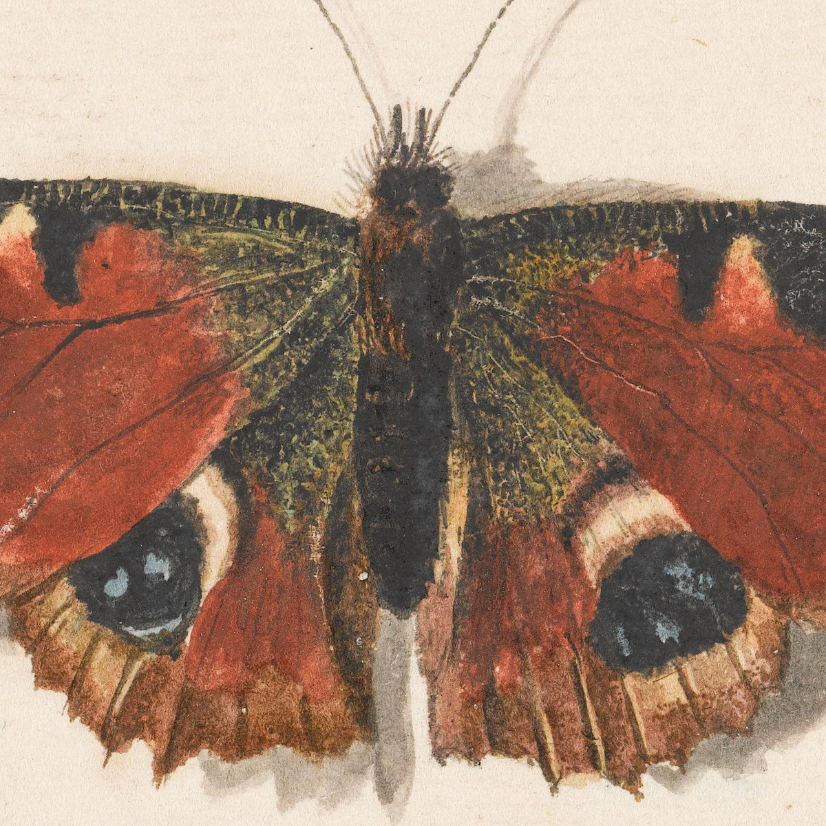 Vlinder, nachtvlinder en hommel - Johannes Bronkhorst - Artwork detail