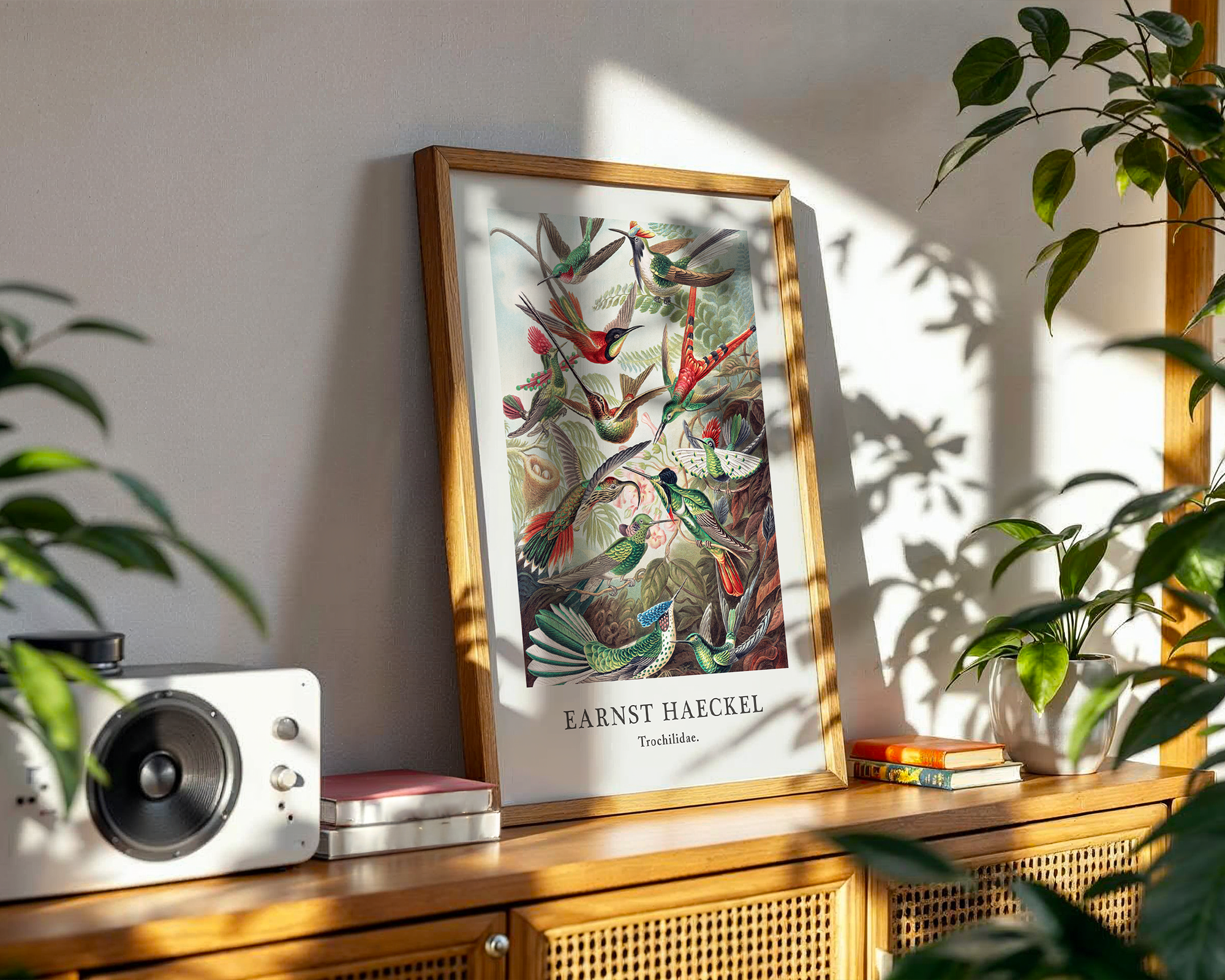 trochilidae---earnst-haeckel mockup